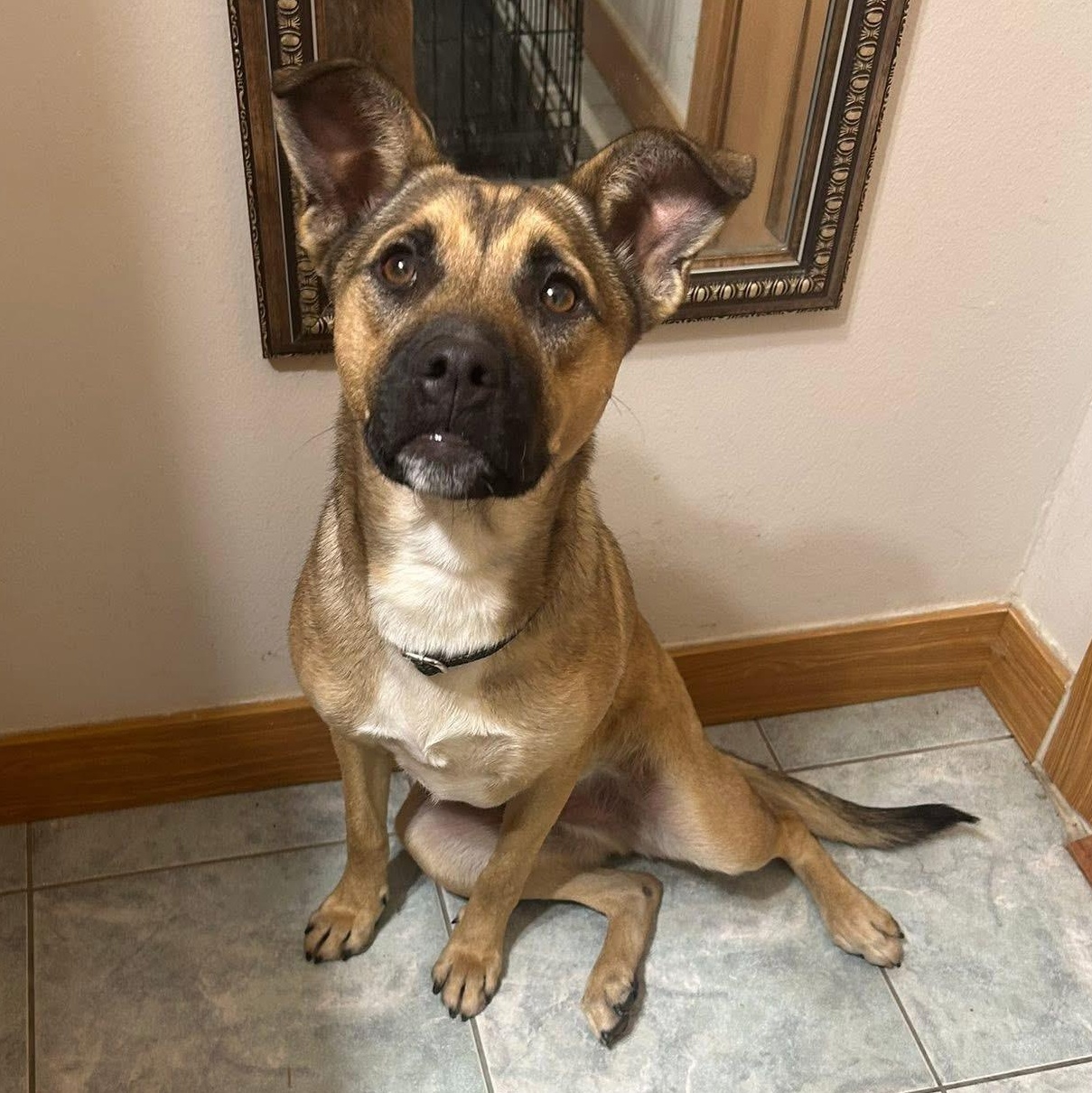 Tiny, a ADOPTABLE mixed breed in McHenry, IL image 1/3