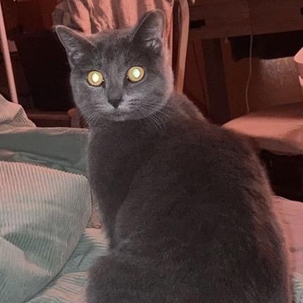 Enlarge Marwari, a Adoptable Domestic Short Hair in Fair Haven, VT image 4/4