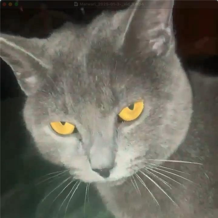 Enlarge Marwari, a Adoptable Domestic Short Hair in Fair Haven, VT image 3/4