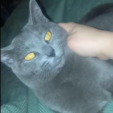 Enlarge Marwari, a Adoptable Domestic Short Hair in Fair Haven, VT image 1/4