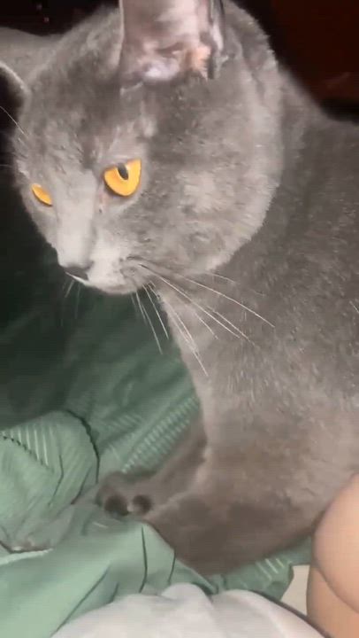 Enlarge Marwari, a Adoptable Domestic Short Hair in Fair Haven, VT video 2/4