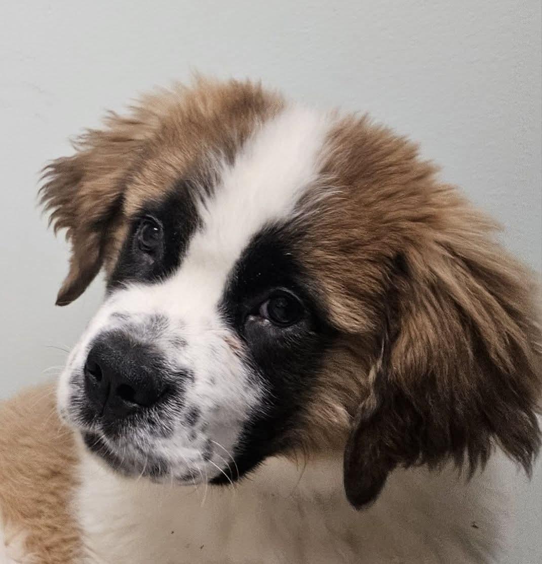Hanna, adoptable, Puppy Female Saint Bernard.