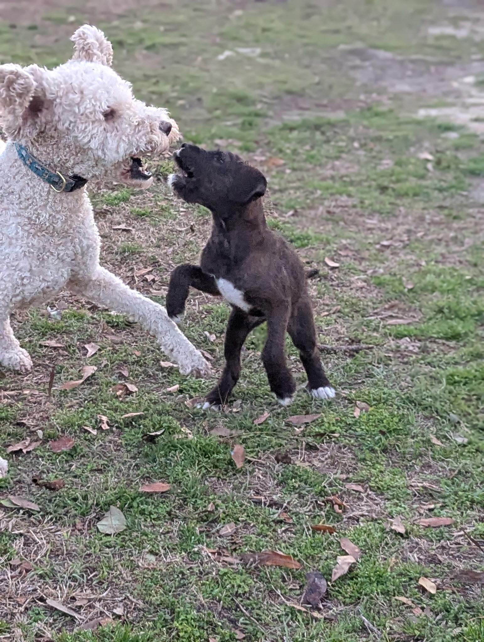 Enlarge Denali, an adopted Labradoodle in Cumming, GA image 2/3