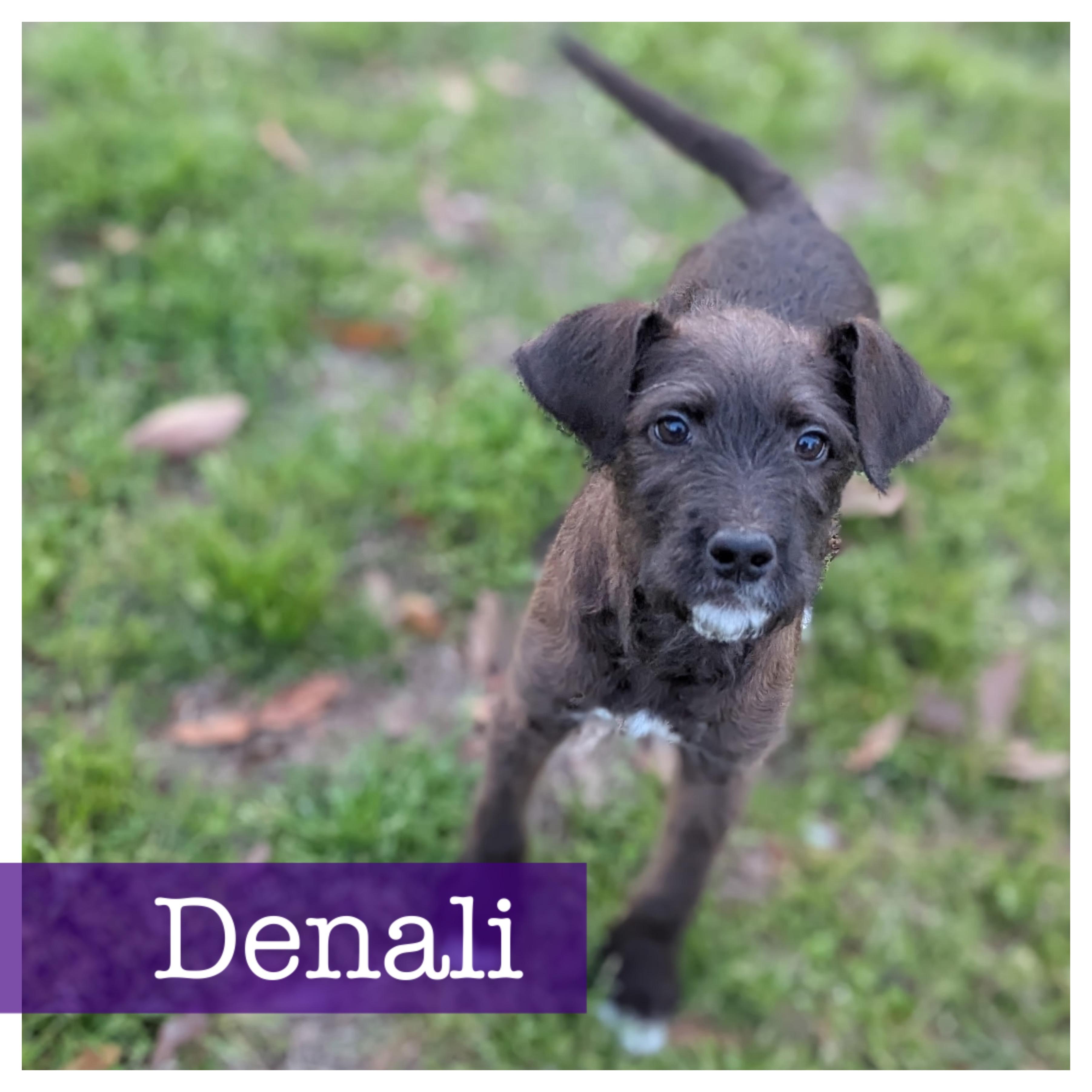 Enlarge Denali, an adopted Labradoodle in Cumming, GA image 1/3