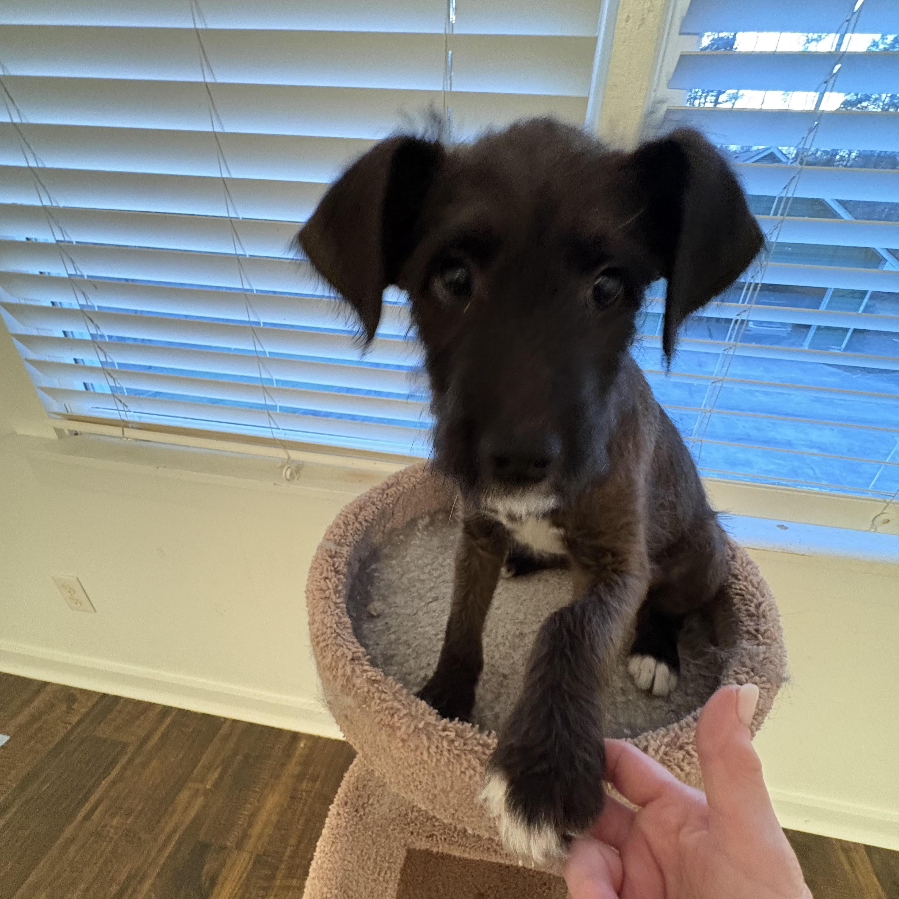 Enlarge Denali, an adopted Labradoodle in Cumming, GA image 3/3
