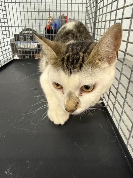 Hera, Adoptable, Young Female Domestic Short Hair.