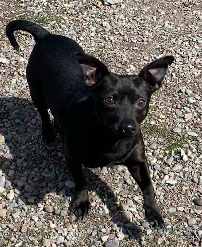 Enlarge Wasabi, a ADOPTABLE Chihuahua in Polson, MT image 1/3