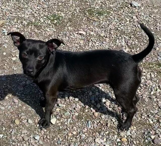 Enlarge Wasabi, a ADOPTABLE Chihuahua in Polson, MT image 2/3