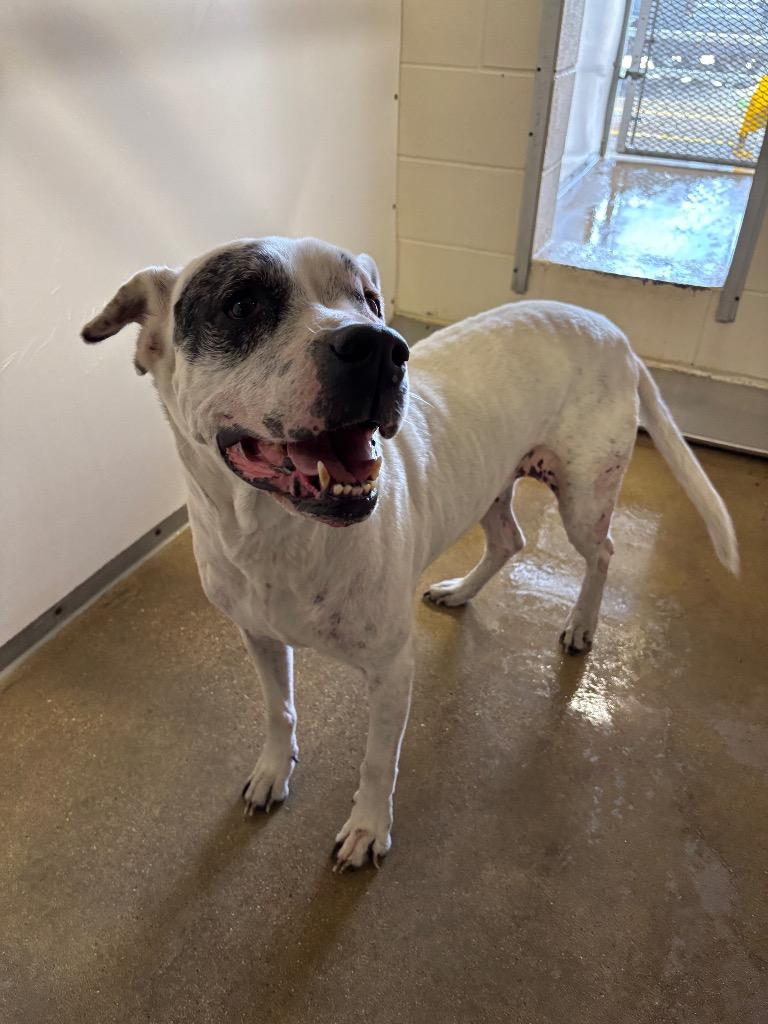 Enlarge Luci-(fur)*, a Adoptable Pit Bull Terrier in Belton, TX image 1/1