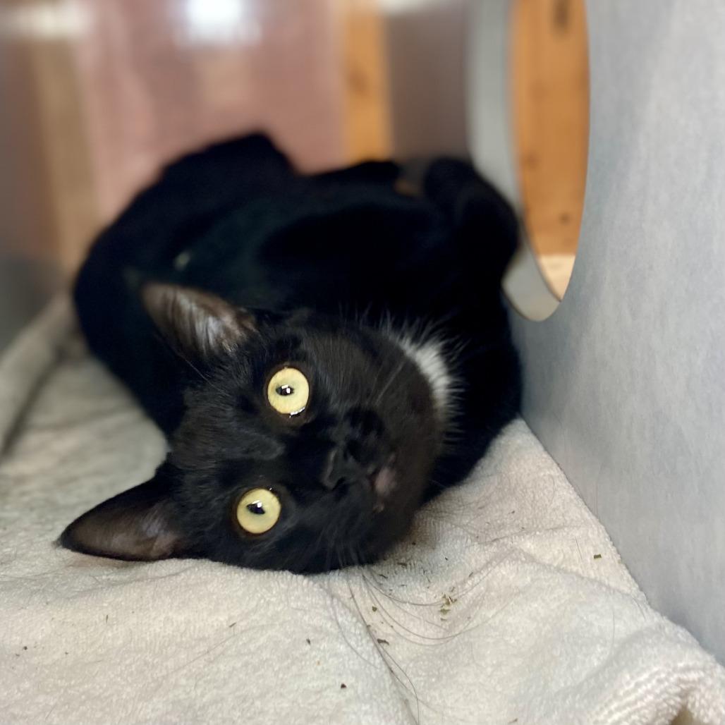 Tuck, Adoptable, Adult Male Domestic Short Hair.