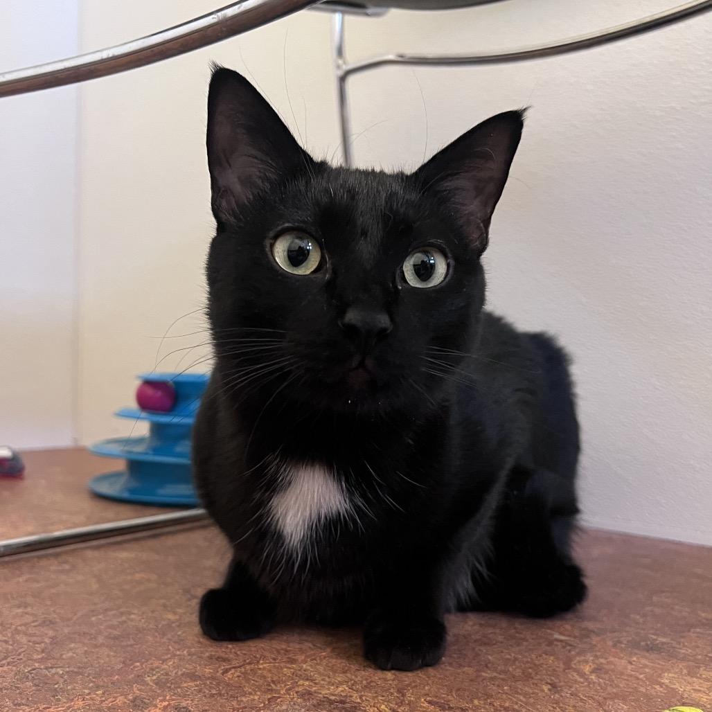 Enlarge Tuck, a Adoptable Domestic Short Hair in Glenwood Springs, CO image 2/6