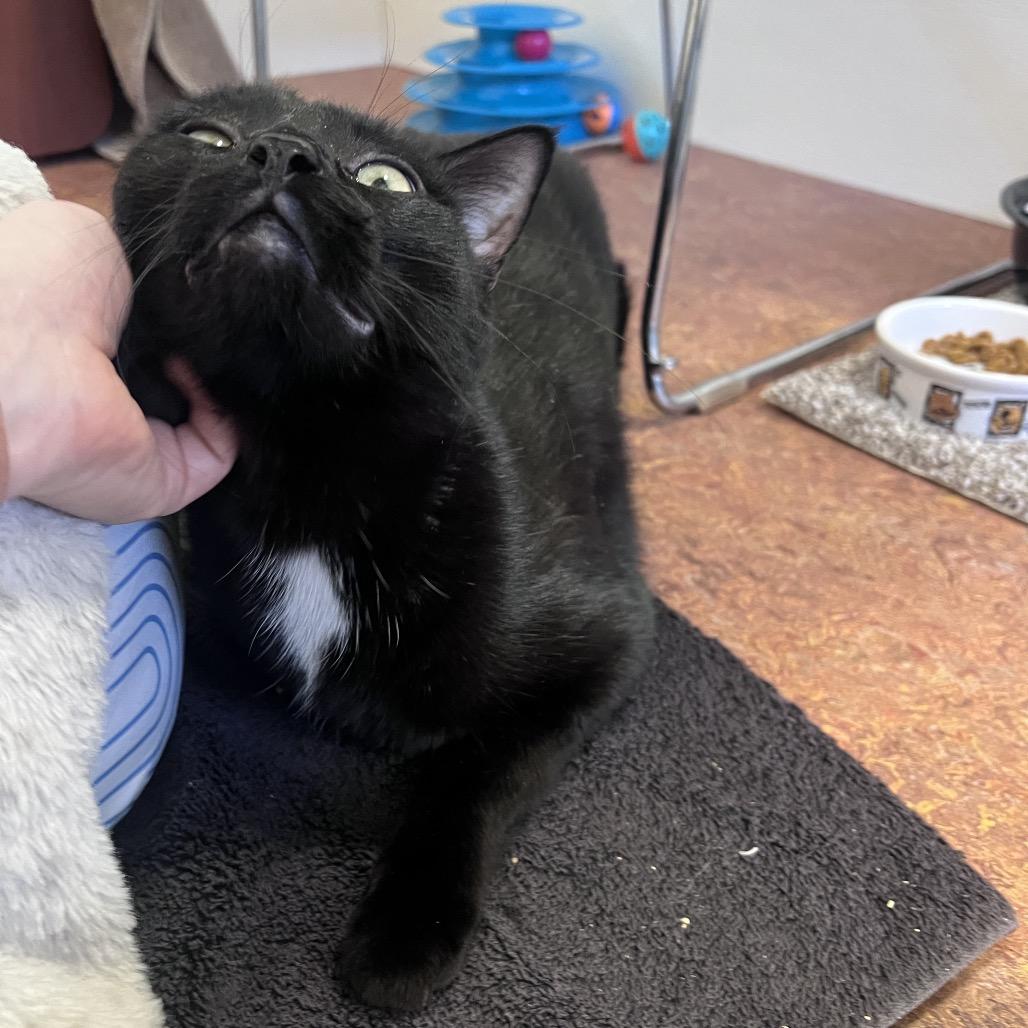 Enlarge Tuck, a Adoptable Domestic Short Hair in Glenwood Springs, CO image 3/6