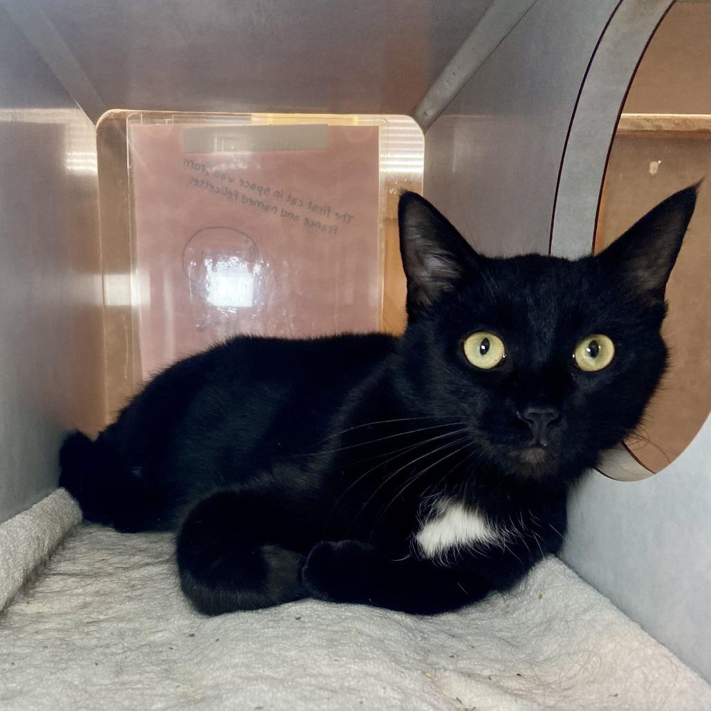 Enlarge Tuck, a Adoptable Domestic Short Hair in Glenwood Springs, CO image 4/6