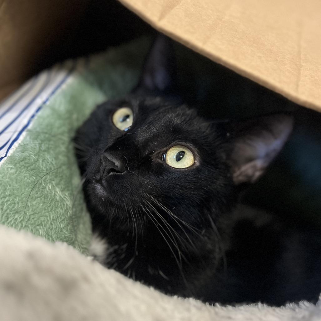 Enlarge Tuck, a Adoptable Domestic Short Hair in Glenwood Springs, CO image 5/6