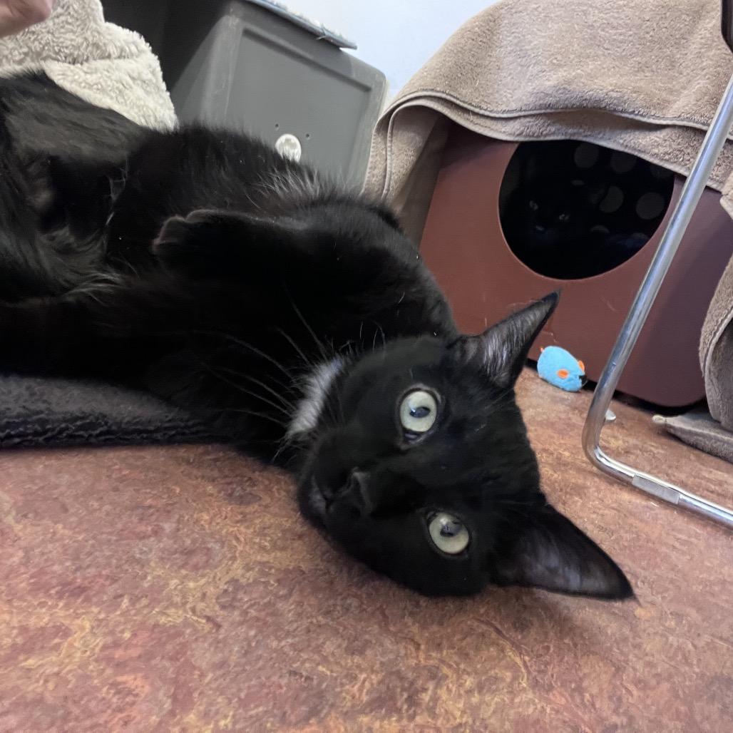 Enlarge Tuck, a Adoptable Domestic Short Hair in Glenwood Springs, CO image 6/6