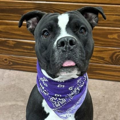 Enlarge Kobe, a ADOPTABLE mixed breed in The Colony, TX image 2/6