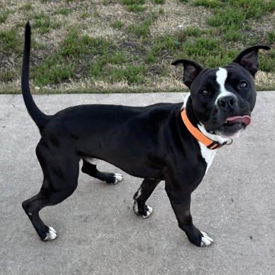 Enlarge Kobe, a ADOPTABLE mixed breed in The Colony, TX image 3/6