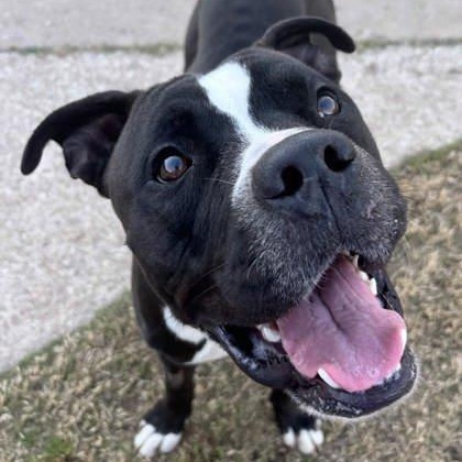 Enlarge Kobe, a ADOPTABLE mixed breed in The Colony, TX image 6/6