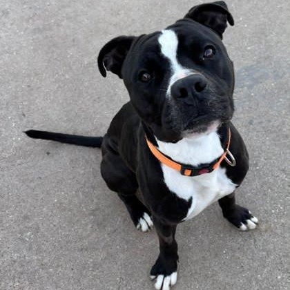 Kobe, ADOPTABLE, Adult Male Pit Bull Terrier.