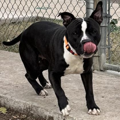 Enlarge Kobe, a ADOPTABLE mixed breed in The Colony, TX image 4/6