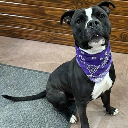 Enlarge Kobe, a ADOPTABLE mixed breed in The Colony, TX image 5/6