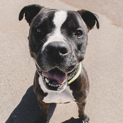 Enlarge Kobe, an adopted mixed breed in The Colony, TX image 6/6