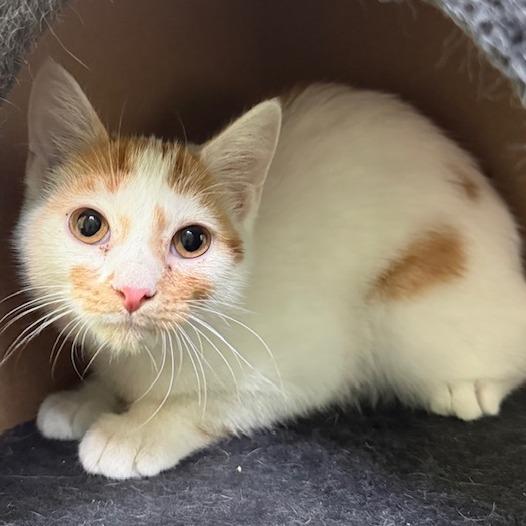 Guardian, adopted, Young Male Domestic Short Hair.