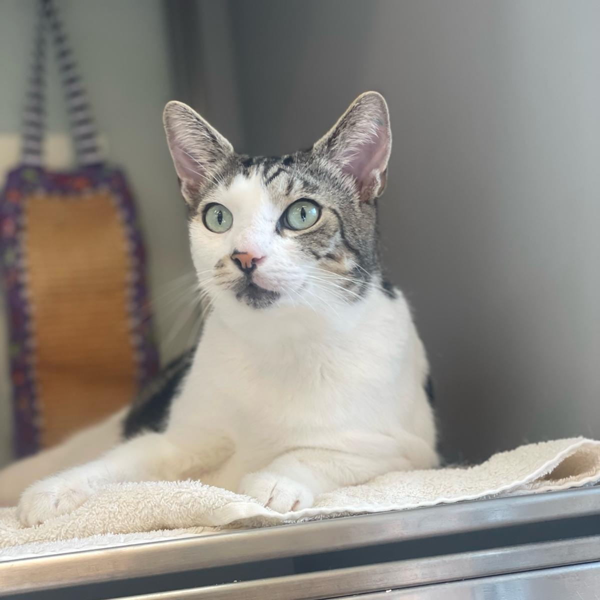 Enlarge Charles, an adopted Domestic Short Hair in Asheville, NC image 5/6