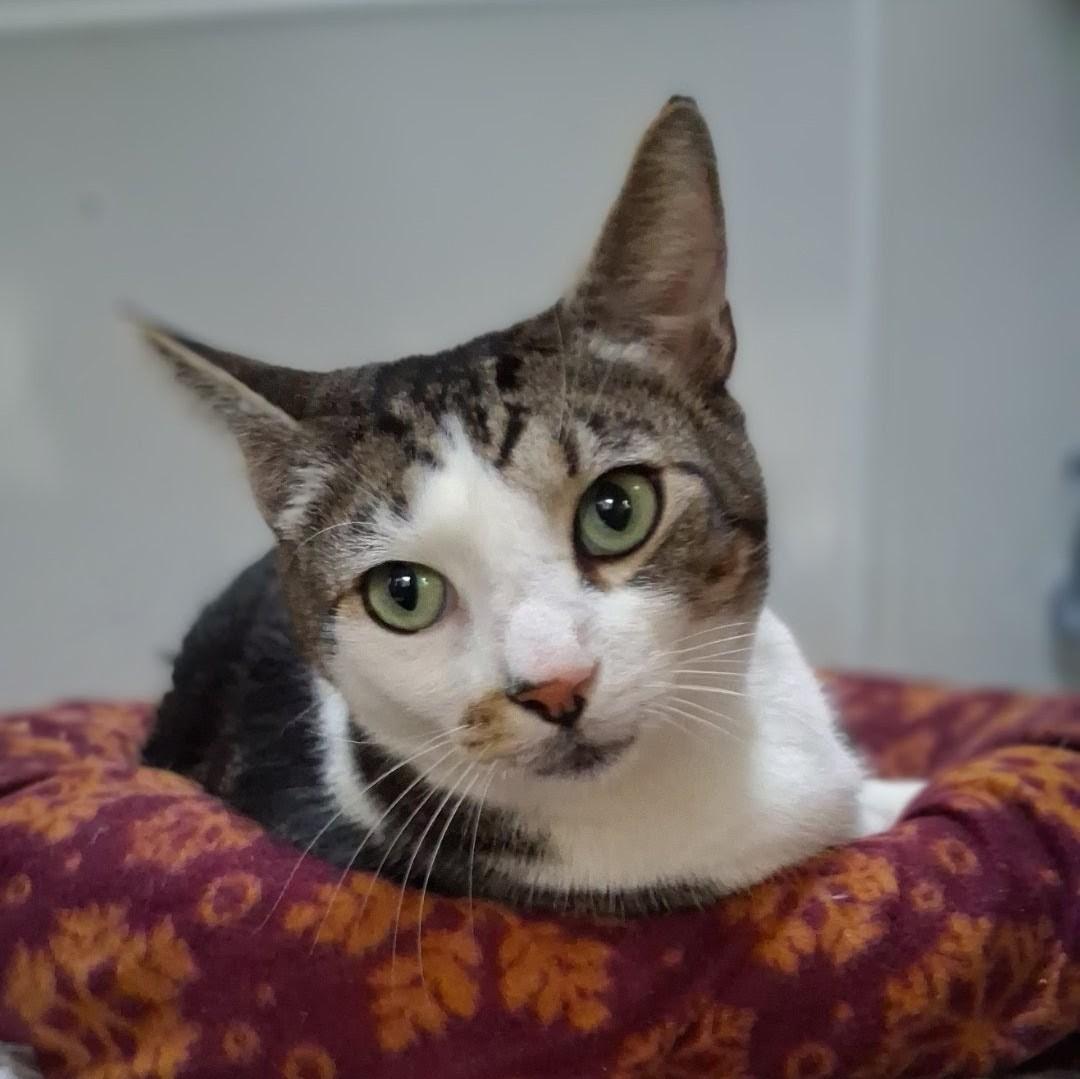 Enlarge Charles, an adopted Domestic Short Hair in Asheville, NC image 2/6