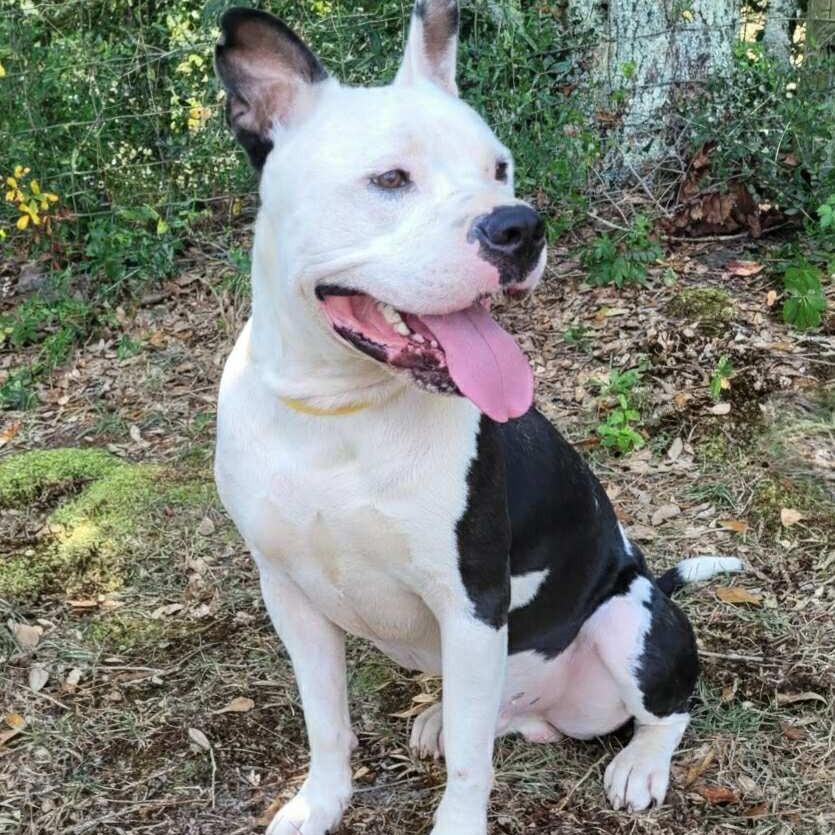 Batman, Adoptable, Adult Male American Staffordshire Terrier & American Bulldog.