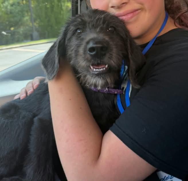 Michele, Adoptable, Puppy Female Labradoodle.