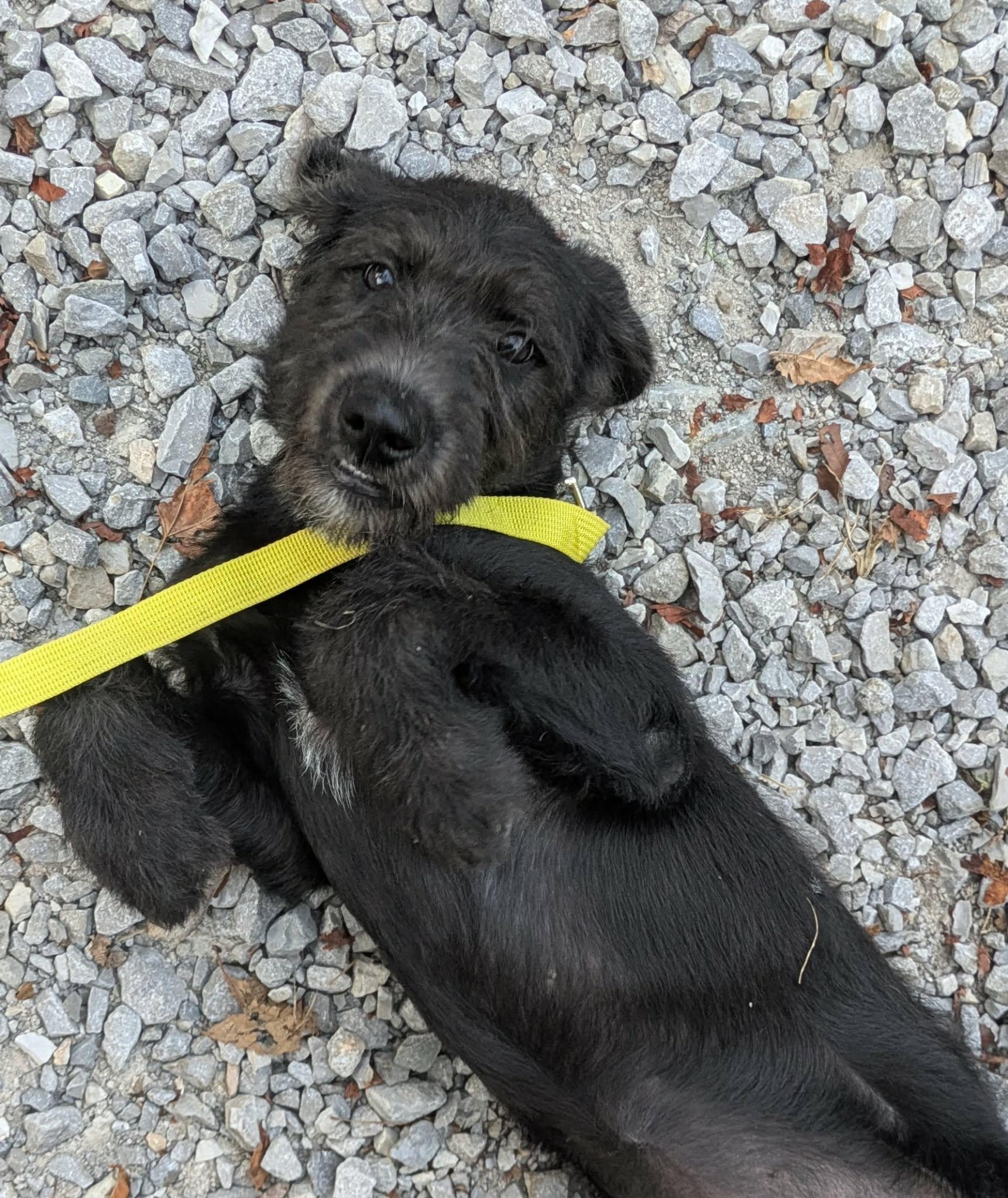 Enlarge Michele, a Adoptable mixed breed in Hilham, TN image 2/4