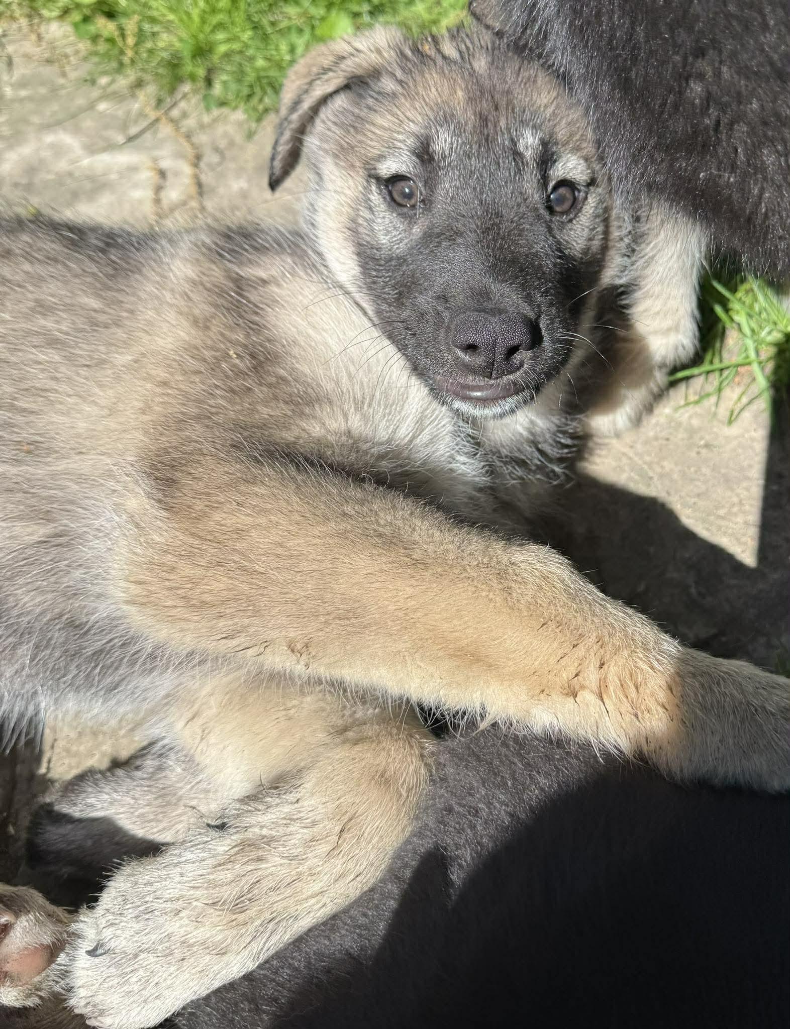 Enlarge Luna, a ADOPTABLE mixed breed in Toronto, ON image 3/6