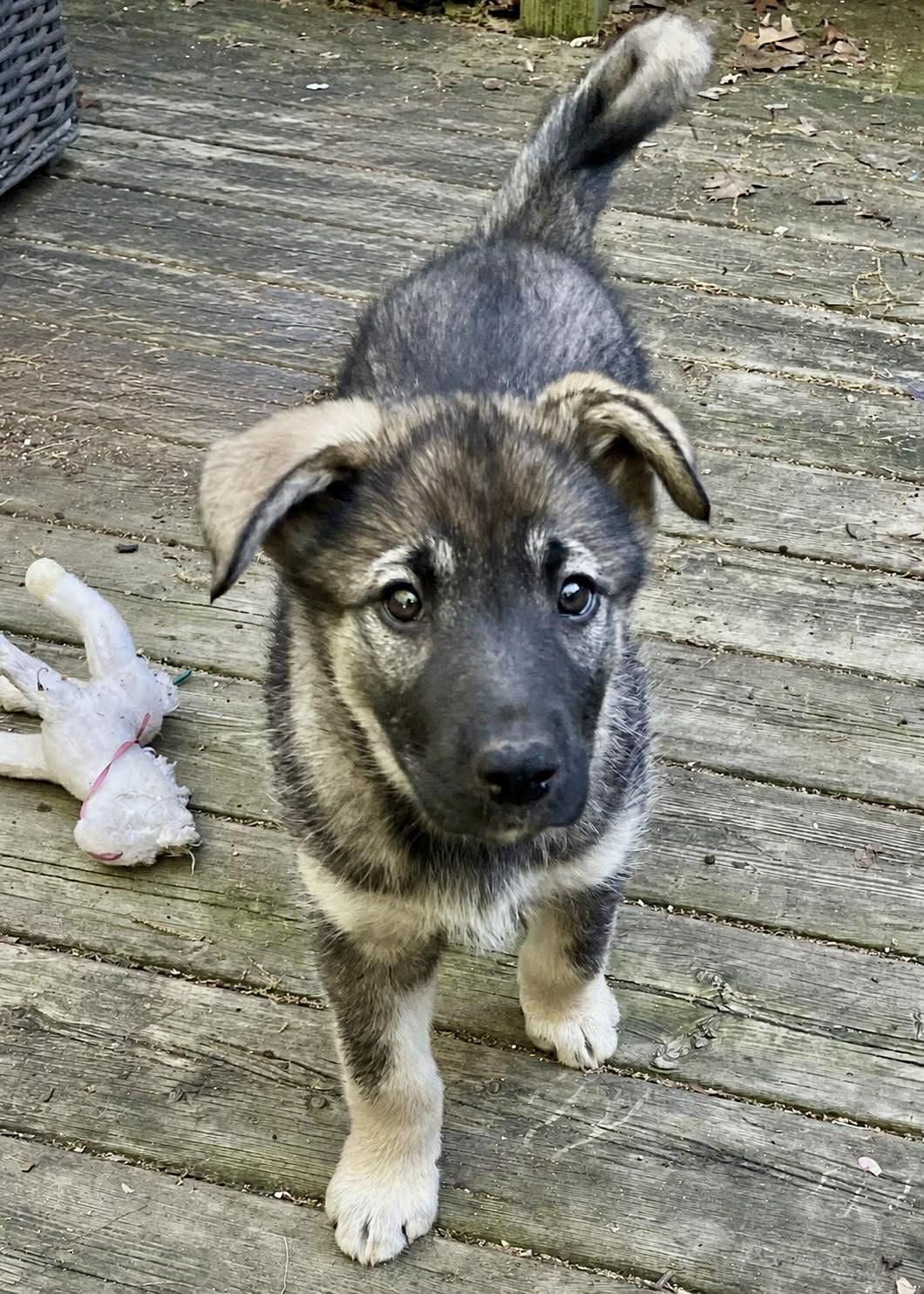 Enlarge Luna, a ADOPTABLE mixed breed in Toronto, ON image 1/6