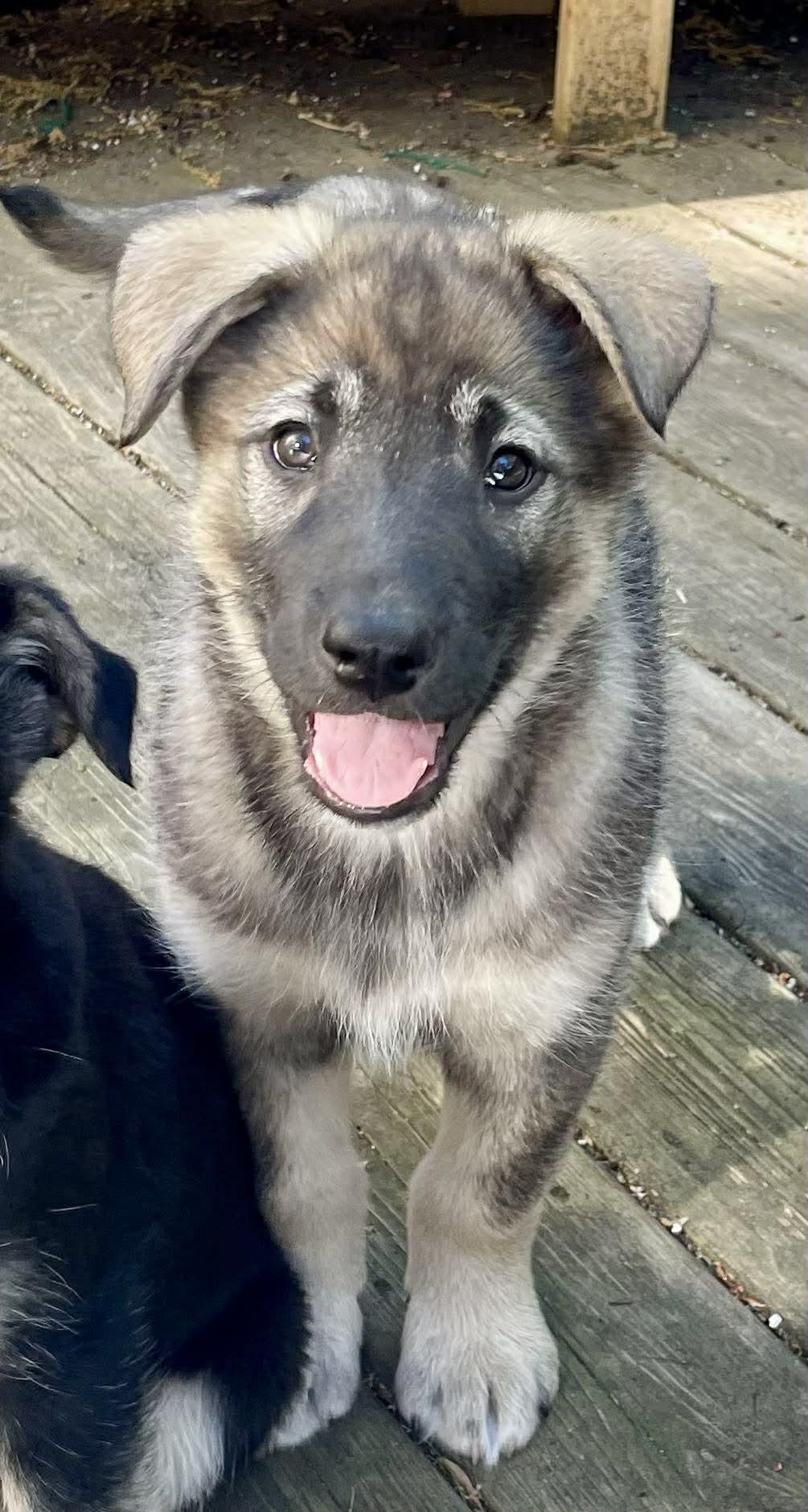 Enlarge Luna, a ADOPTABLE mixed breed in Toronto, ON image 4/6