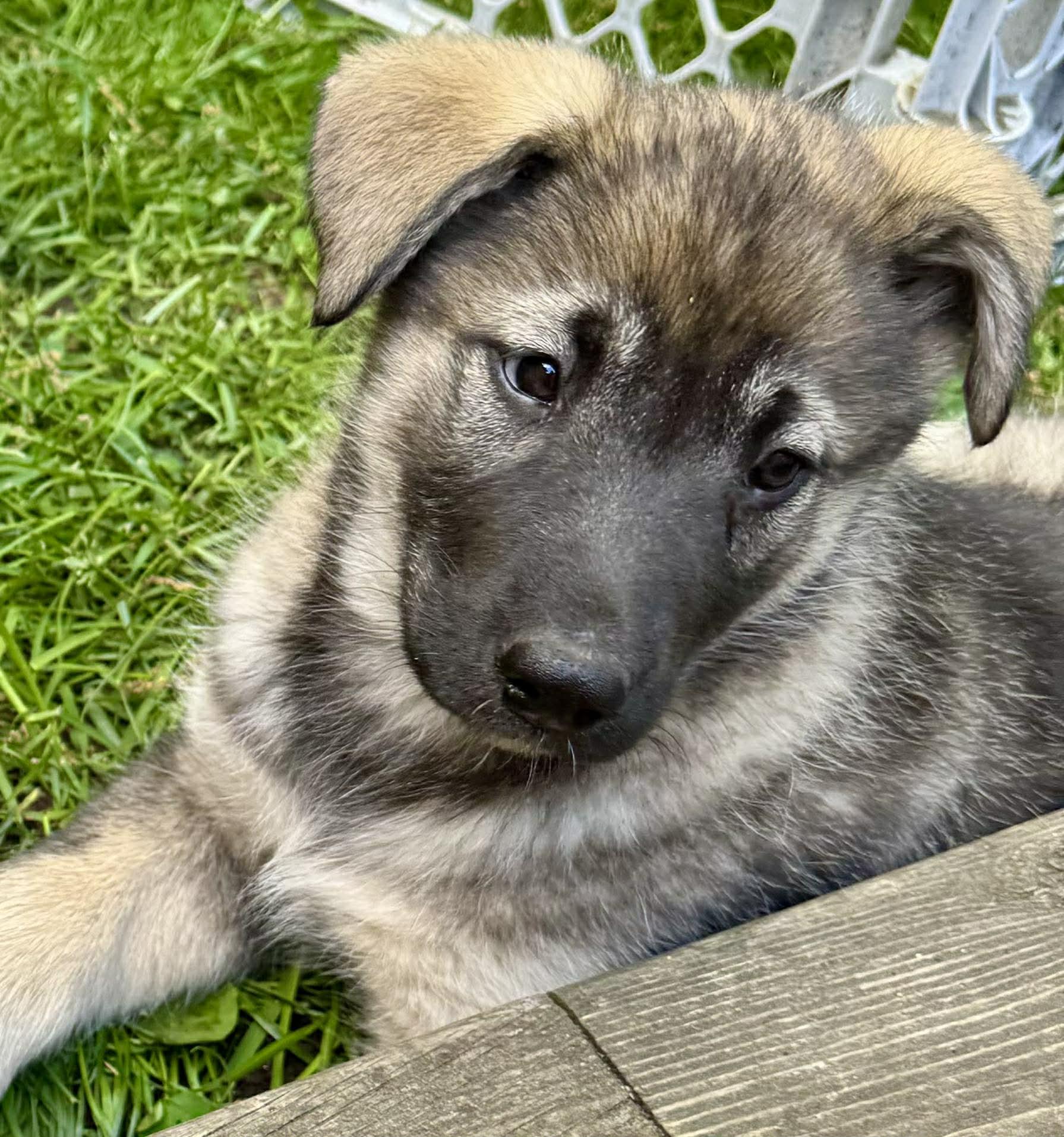 Enlarge Luna, a ADOPTABLE mixed breed in Toronto, ON image 2/6
