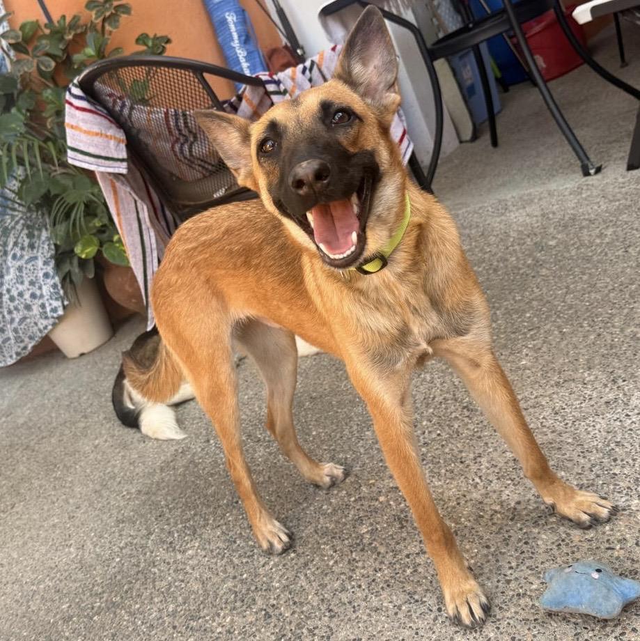 NOVA, an adopted Belgian Shepherd / Malinois in Albuquerque, NM image 6/6