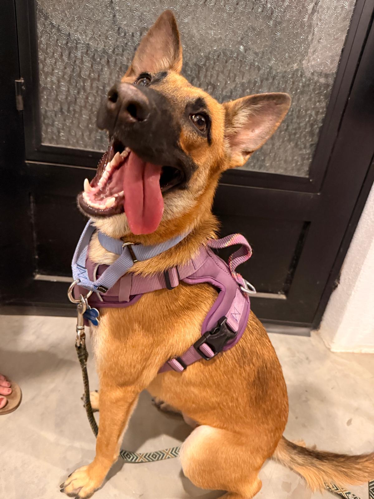 NOVA, adopted, Young Female Belgian Shepherd / Malinois.