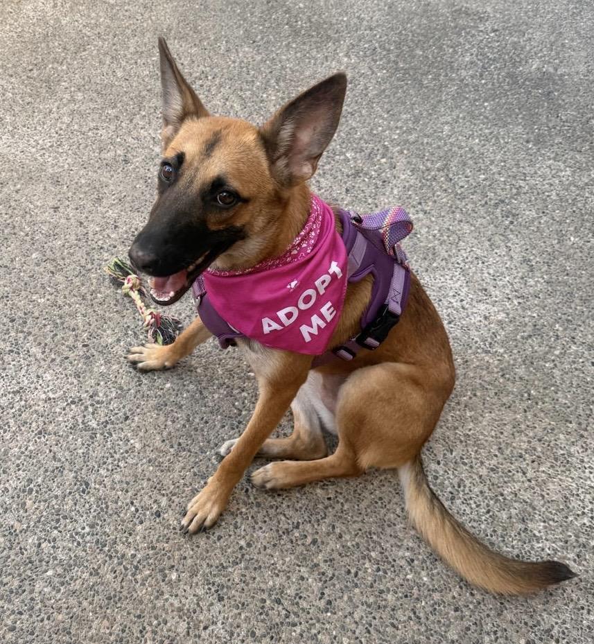 NOVA, an adopted Belgian Shepherd / Malinois in Albuquerque, NM image 4/6