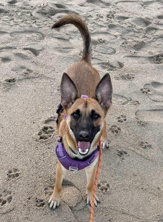 NOVA, an adopted Belgian Shepherd / Malinois in Albuquerque, NM image 2/6