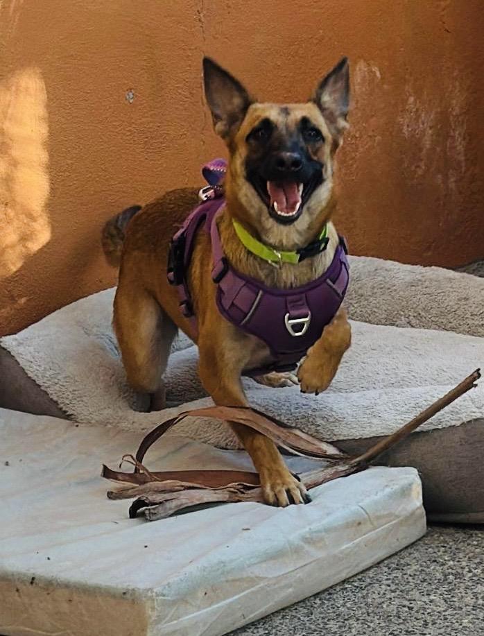 NOVA, an adopted Belgian Shepherd / Malinois in Albuquerque, NM image 3/6