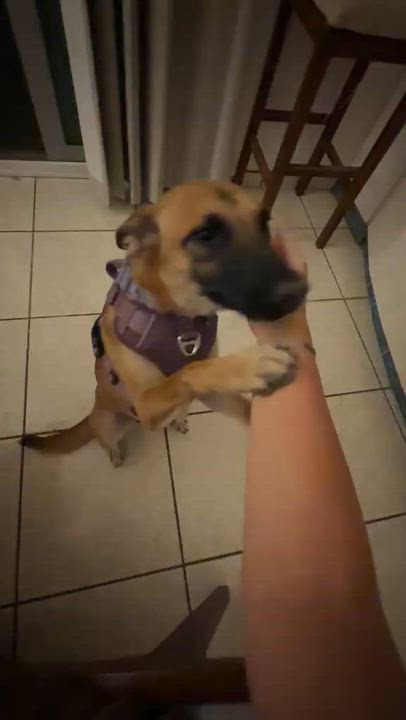 Enlarge NOVA, an adopted Belgian Shepherd / Malinois in Albuquerque, NM video 5/6