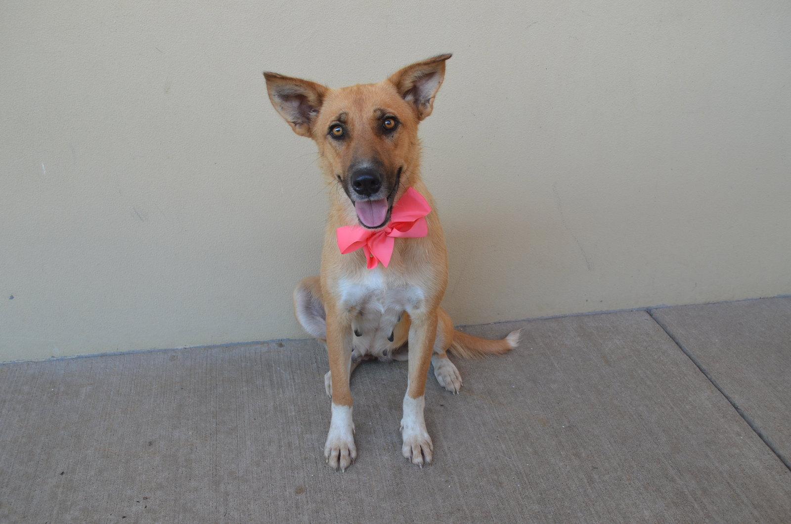 Ember, a Adoptable Shepherd in McKinney, TX image 1/3
