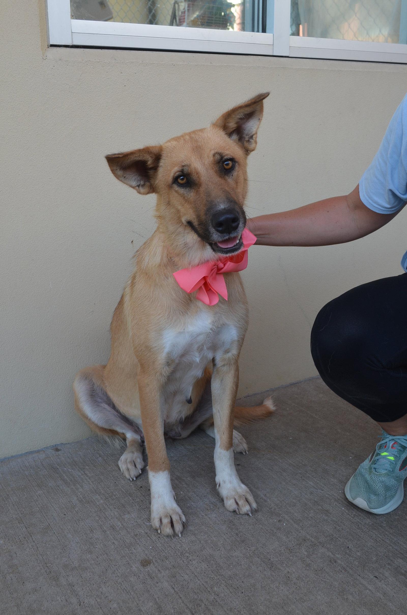 Ember, a Adoptable Shepherd in McKinney, TX image 2/3