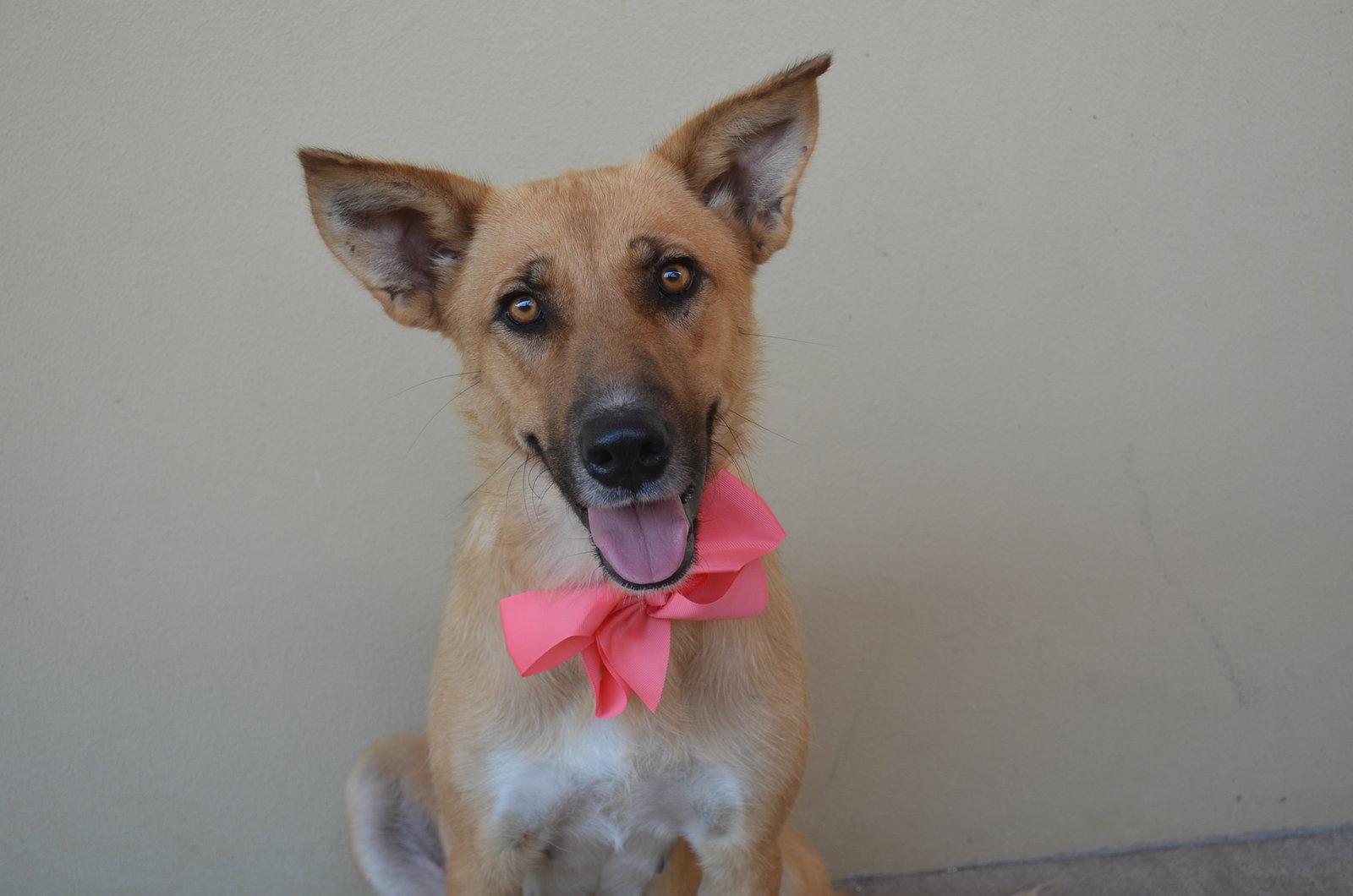 Ember, a Adoptable Shepherd in McKinney, TX image 3/3