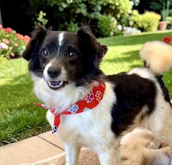 Cowboy, a Adoptable mixed breed in Perry, IA image 2/6