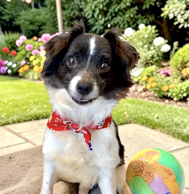 Cowboy, a Adoptable mixed breed in Perry, IA image 1/6
