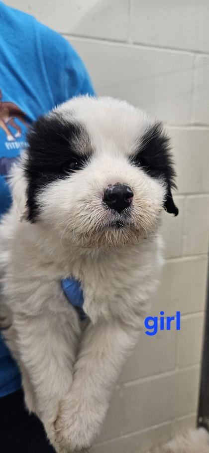 Truffle, Adoptable, Puppy Female Great Pyrenees & Mixed Breed.