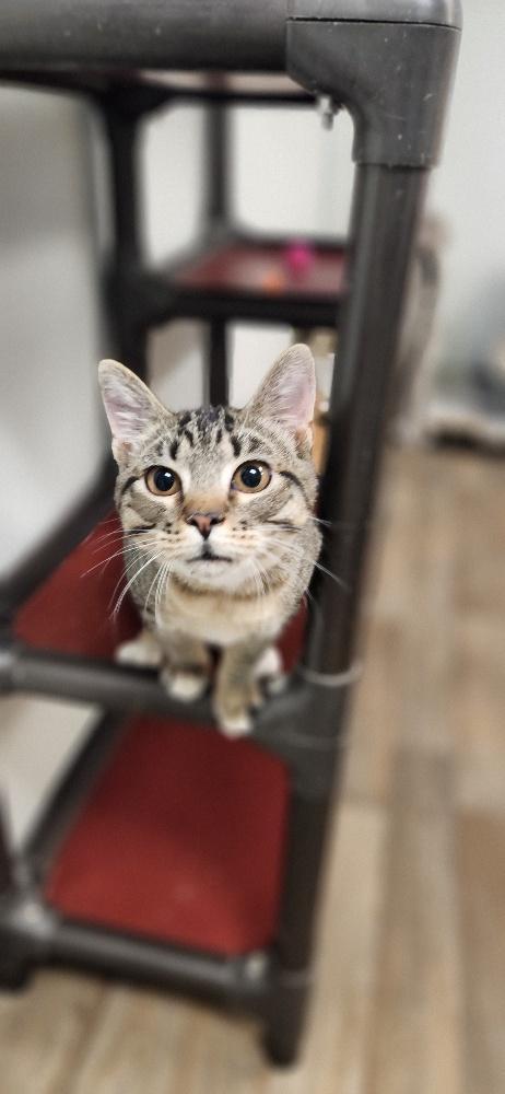 Cat 27449 (Griselda), Adoptable, Young Female Tabby.