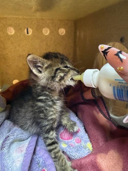 Cat 27449 (Griselda), a Adoptable Tabby in Parlier, CA image 2/6